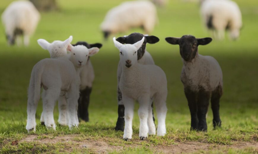 Ruminant Health & Welfare - Lambs in a field