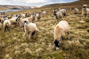 Sheep flock in Nidderdale, Yorkshire Dales