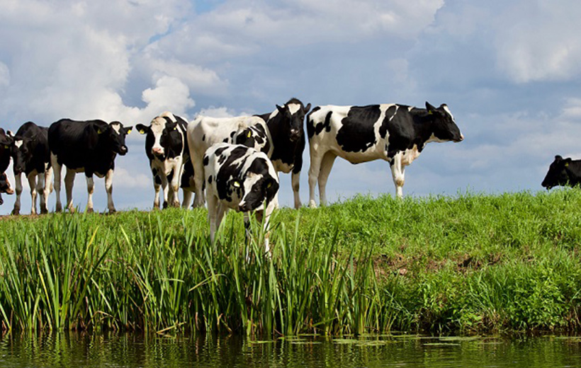 Cattle grazing high risk pasture near watercourse