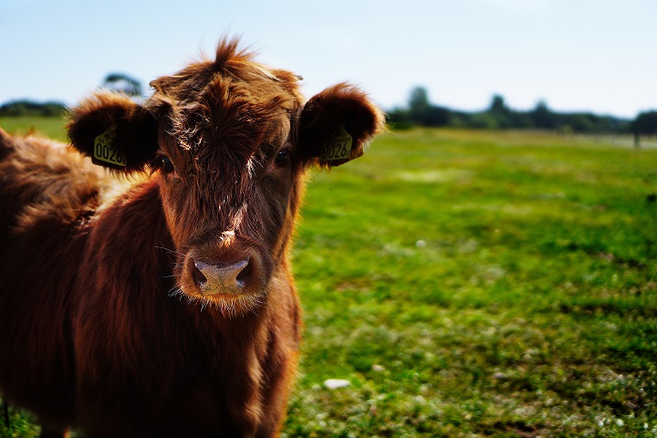 Cattle Image