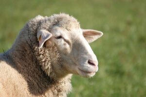 Sheep Welfare