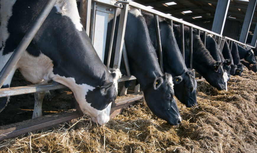 Dairy cows eating silage