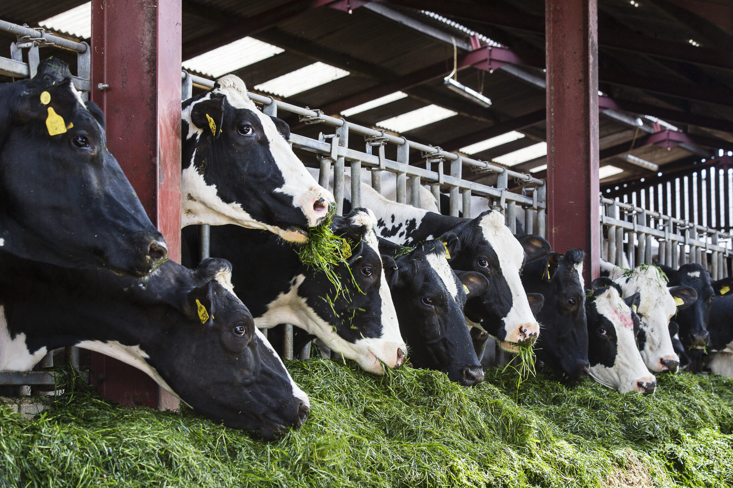 An open letter to the UK dairy industry Ruminant Health & Welfare