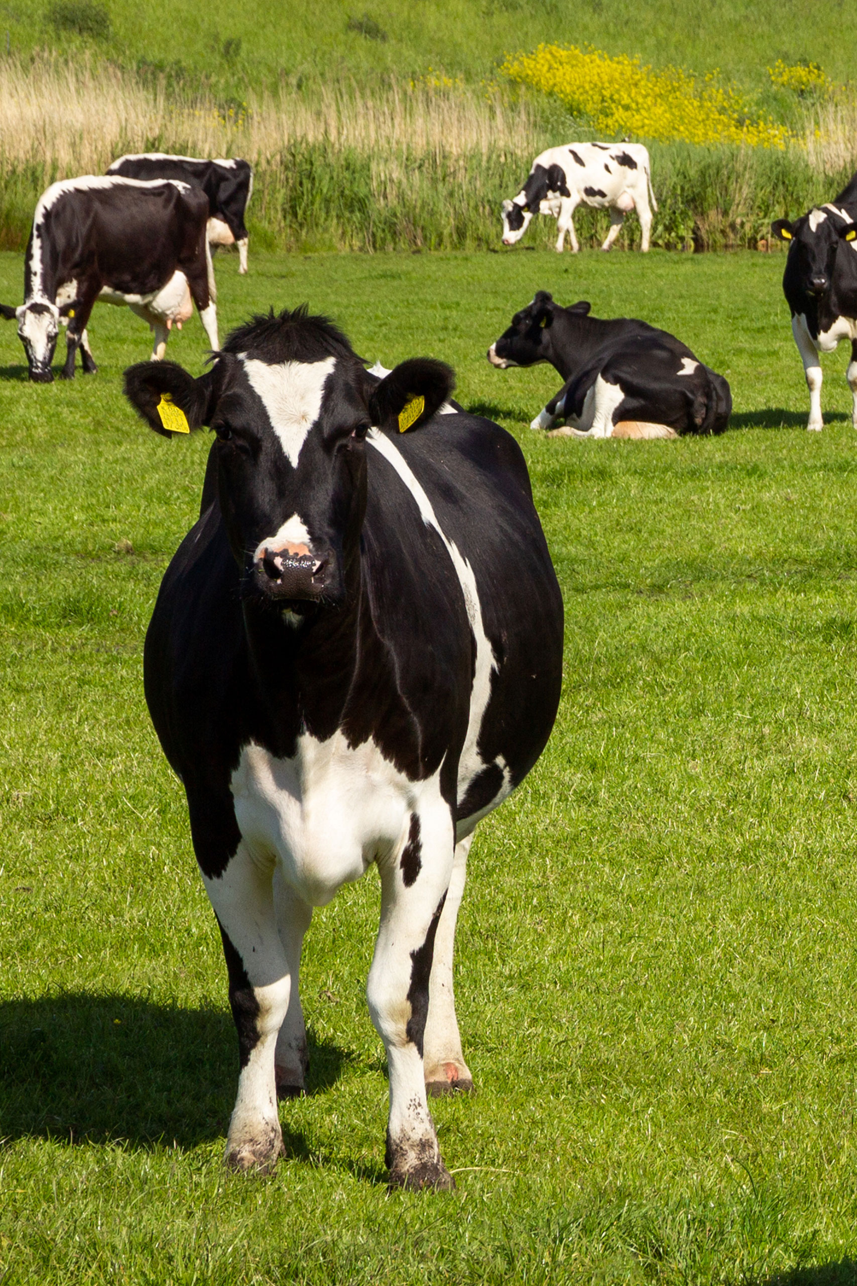 Dairy Cows