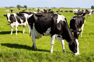Dairy Cows