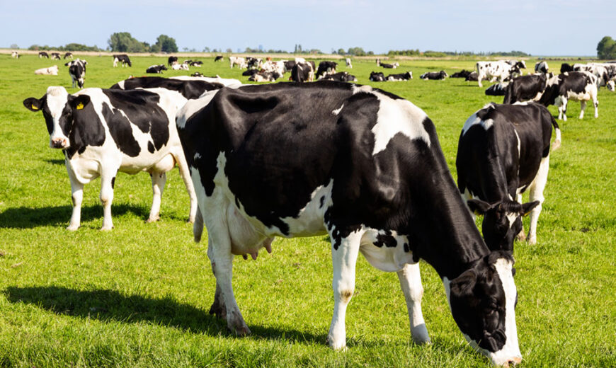 Dairy Cows