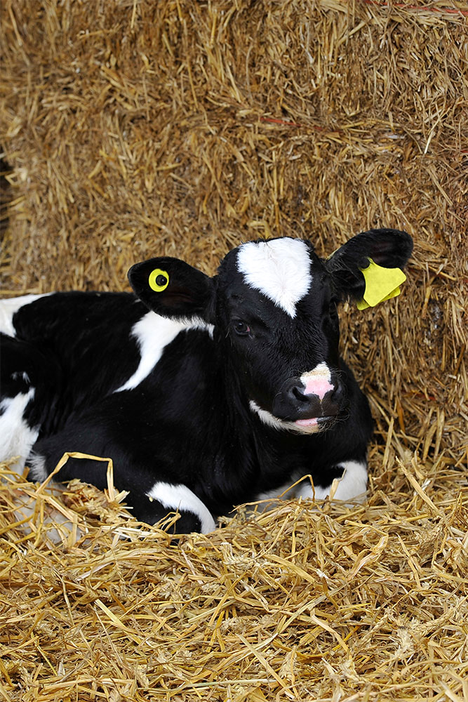 Dairy Calf