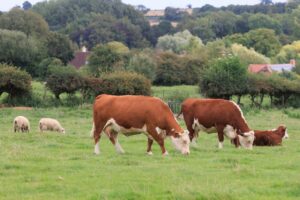 Grazing cows