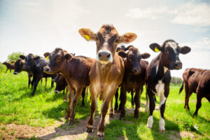Calves 5