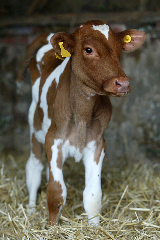 Calf